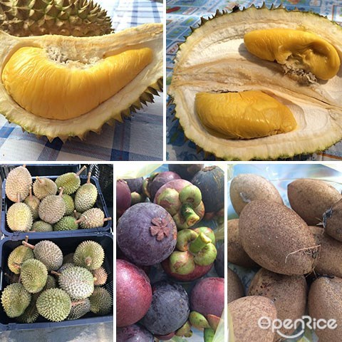 榴莲季节, Durian,榴莲,榴莲园, durian farm, raub, karak, penang, melaka, malacca, bentong