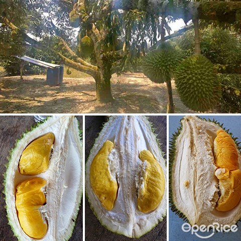 榴莲季节, Durian,榴莲,榴莲园, durian farm, raub, karak, penang, melaka, malacca, bentong