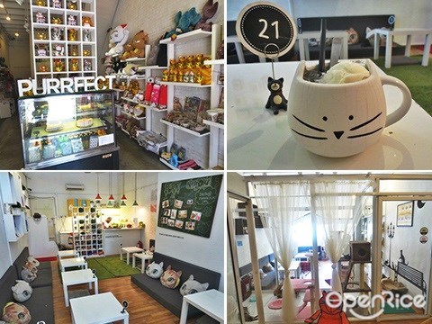 purrfect cat cafe, kitty, cat, themed cafe, penang