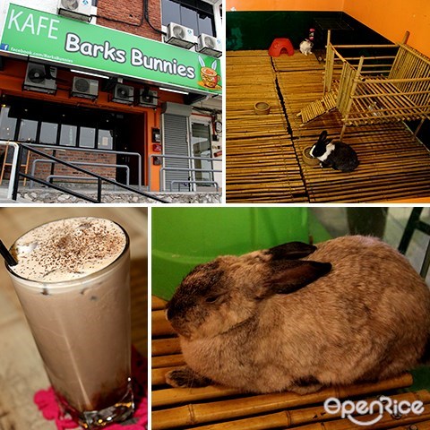 宠物, 咖啡馆, 兔子, barks bunnies, subang